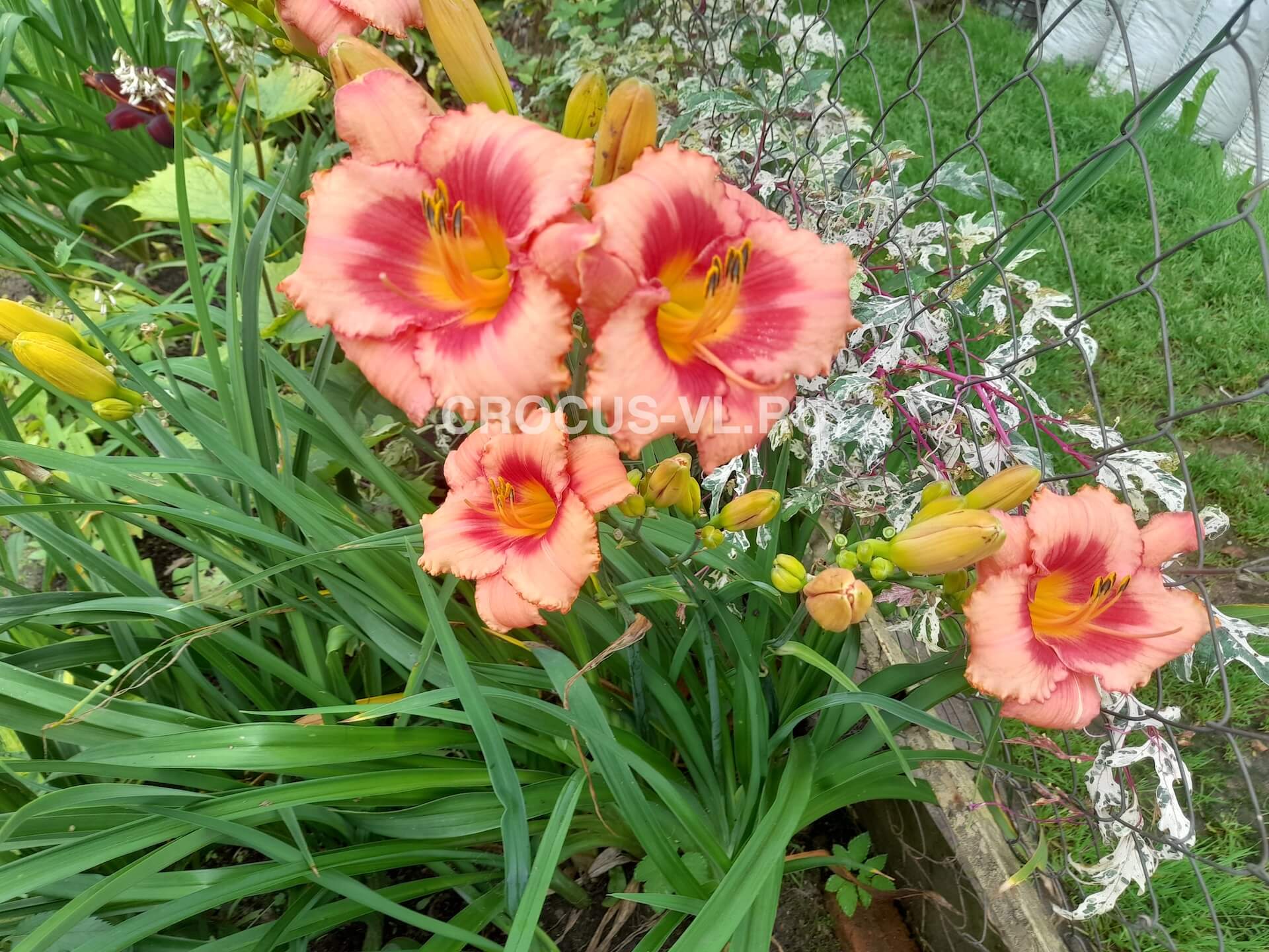 Лилейник «Strawberry Candy»